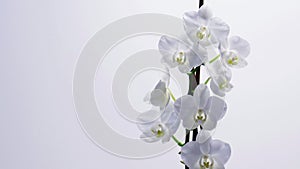 White Orchid Macro Picture