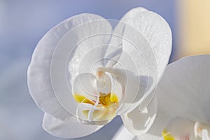 White orchid photo