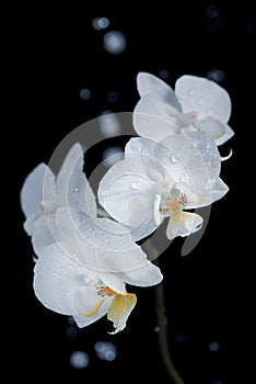 White orchid macro shot in black background.