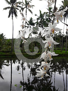 White orchid in mirror water