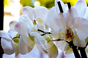 White orchid with nature light close up