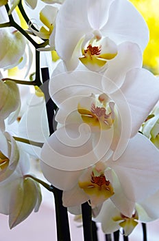 White orchid with nature light close up