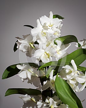 White orchid, orchidaceae dendrobium nobile, flower isolated on gray background, decorative house plant