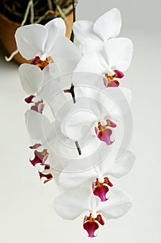 White orchid phalaenopsis