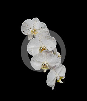 White orchid phalaenopsis flower