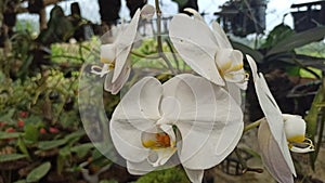 White orchid, Phalaenopsis flower closeup