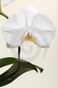 White orchid - phalaenopsis flower closeup