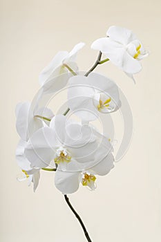 White orchid - phalaenopsis flower closeup