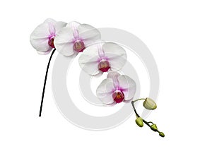 White orchid phalaenopsis flowers on branch isolated on white background, path