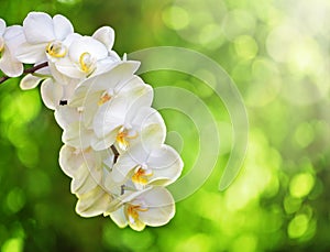 White Orchid photo