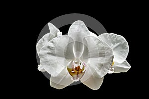 White orchid phalaenopsis Moth Orchid or Phal flower isolated on black background