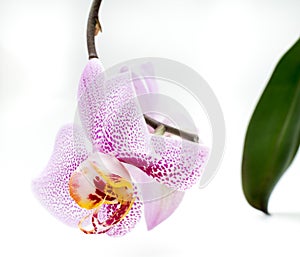 Biely orchidea ružový škvrny 