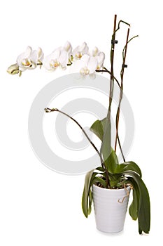 White orchid plant cut out