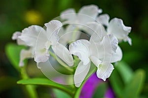 White orchid plant over natural background