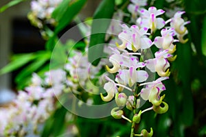 White orchid planted in the garden