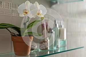 white orchid in pot among toiletries on glass shelf