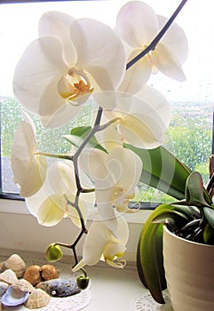 White orchid in pot on windowsill
