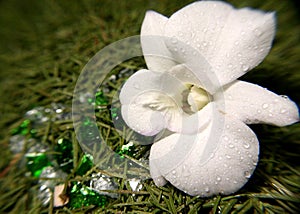 White orchid and precious heart