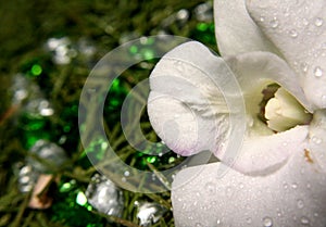 White orchid and precious heart