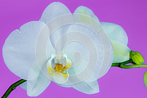 White orchid on a purple background