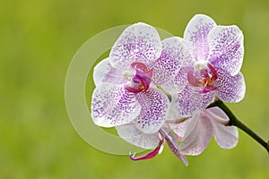 White Orchid with purple dots on green background