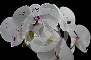 White orchid with purple speckles