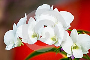 White Orchid on red blackground