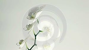 White orchid rotates 360 on white background