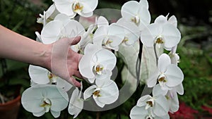 white orchid's blossom