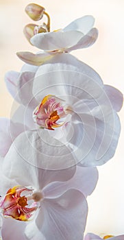 White orchid on a shaded background