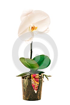 White orchid Singolo photo