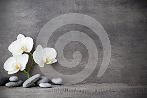 Blanco orquídea a balneario piedras sobre el gris 