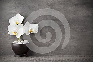 White orchid and spa stones on the grey background.