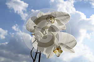 White Orchid Spray - background of blue sky & clouds