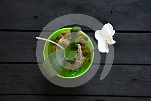 white orchid in a transparent green pot of water on a black wooden background, white phalinopsis, flower