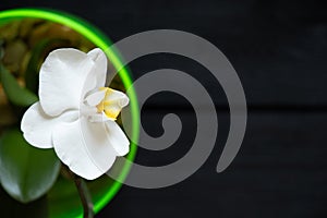 white orchid in a transparent green pot of water on a black wooden background, white phalinopsis, flower