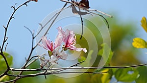 White orchid tree flowers shaking with wind
