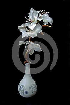 White Orchid Tree flowers in a vase isolated on black background