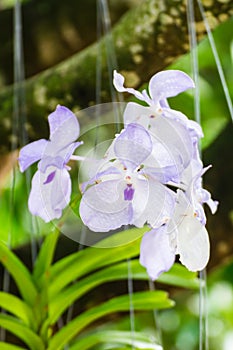 White Orchid, Vanda hybrids in garden