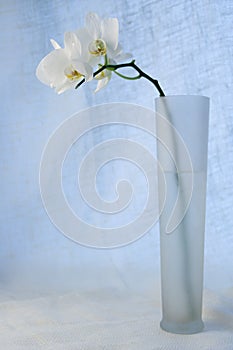 Blanco orquídea en 