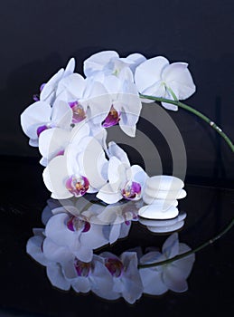 White orchid whis stones