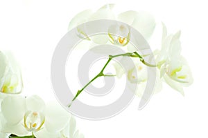White orchid on white.