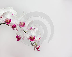 White orchid on white blackbackground photo