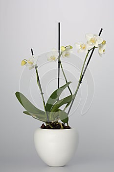 White Orchid in White Flower Pot