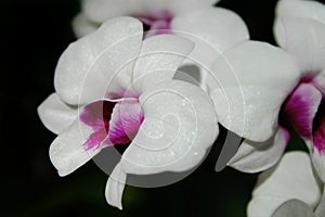 White Orchid,wild orchid