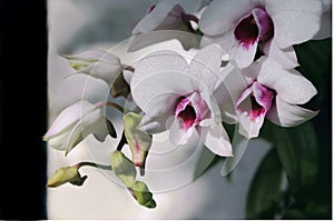 White Orchid,wild orchid