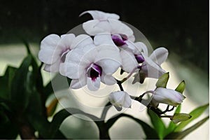 White Orchid,wild orchid