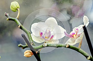 White orchid at window, Orchidaceae, Phalaenopsis known as the Moth Orchid, abbreviated Phal