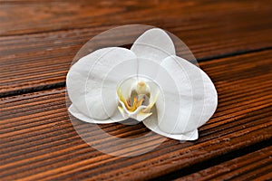 White orchid on wooden background