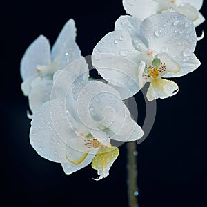 White Orchid with yellow center close-up. Flowers covered with water drops on a black background.